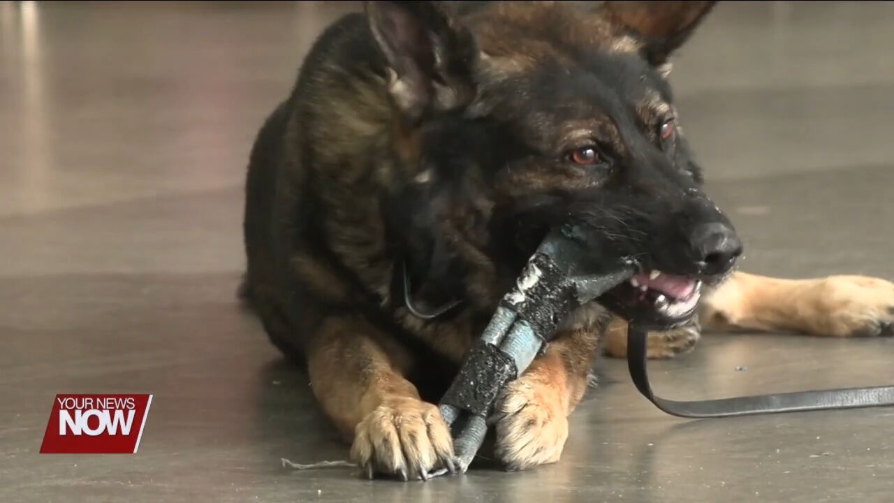 Liberty Arts Magnet kindergartners get a close look at Lima Police K-9s